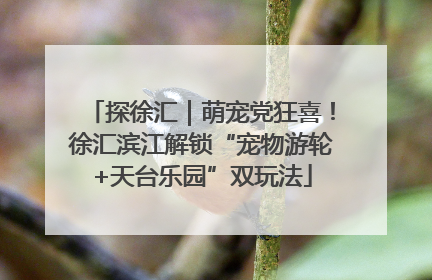 探徐汇｜萌宠党狂喜！徐汇滨江解锁“宠物游轮+天台乐园”双玩法